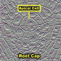 Meristemi apicali Costituiscono gli apici vegetativi del fusto e della radice.