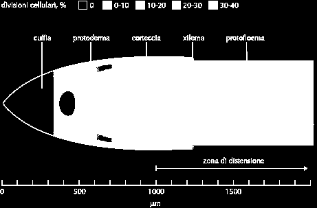 È un processo graduale, e la zona può essere assai estesa; ci sono degli strati di cellule che conservano il carattere embrionale e, costituiscono così dei meristemi primari distanziati dall apice ed