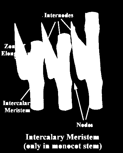 Meristemi intercalari Mentre i meristemi apicali spostano in avanti l apice, e le cellule che si