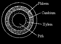 meristemi situati lungo il fusto e lungo la radice, parallelamente alla