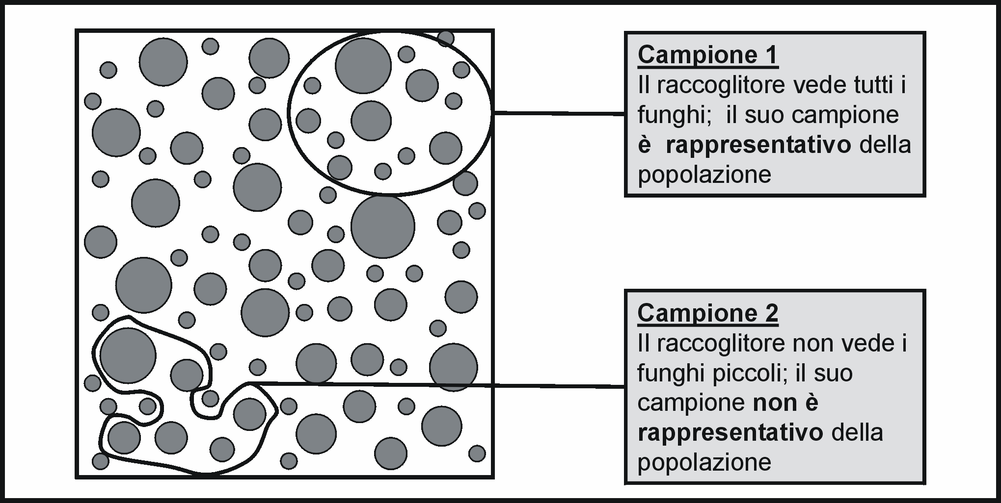 14 Un campione non è casuale, ma distorto, quando, 1) gli individui non hanno tutti la stessa probabilità di essere campionati, e/o 2) la probabilità di un individuo di essere campionato dipende dal