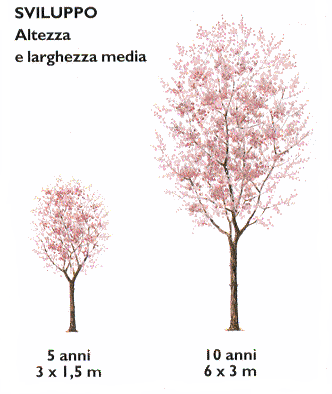 SUSINO ORNAMENTALE Prunus cerasifera Nigra Piccolo albero adatto anche per formare siepi, spettacolare protagonista, con i suoi fiori e le sue foglie e frutti.