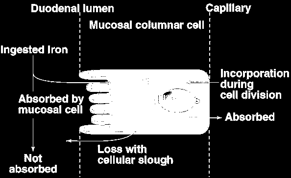 Anemia sideropenica-i Poco efficiente Assorbimento Normale: <10% In caso di deficit di Fe: 30% Fabbisogno: 1 mg/die per soggetti sani e normali 3 mg/die per donne con ciclo mestruale 3-6 mg/die