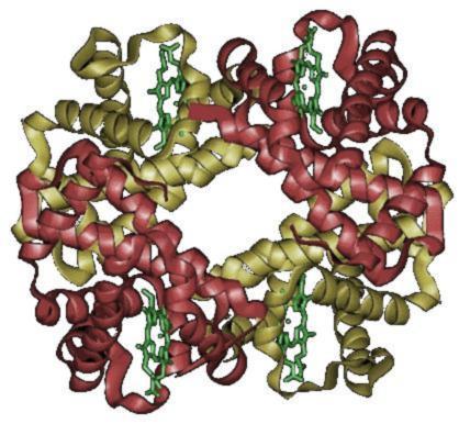 fisiologiche EMOGLOBINE ADULTE: A 2 β 2 96-98% A 2 2, 2 2-3.