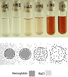 TEST DI HAM: misura in vitro la lisi di globuli rossi sospesi in soluzioni di osmolarità