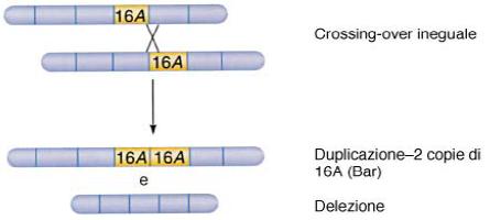 DUPLICAZIONI derivano da crossing-over ineguale