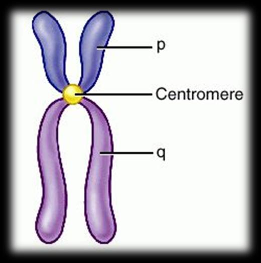 La nomenclatura citogenetica si riferisce a cromosomi metafasici (cioè bloccati in metafase)* colorati con metodi tradizionali (cioè cromosomi NON bandeggiati)