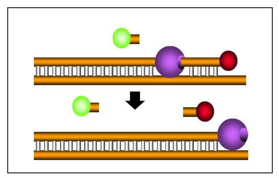 L attività 5 -nucleasica della polimerasi permette l idrolisi del probe TaqMan.