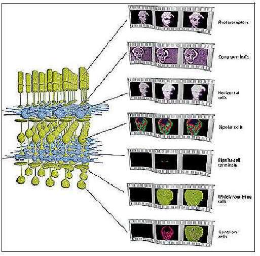 35((/$%25$=,2(5(7,,&$ Alcuni studiosi dell Università di Berkley (California) hanno recentemente messo a punto un potente tool per lo studio e la simulazione dei processi che avvengono nella retina.