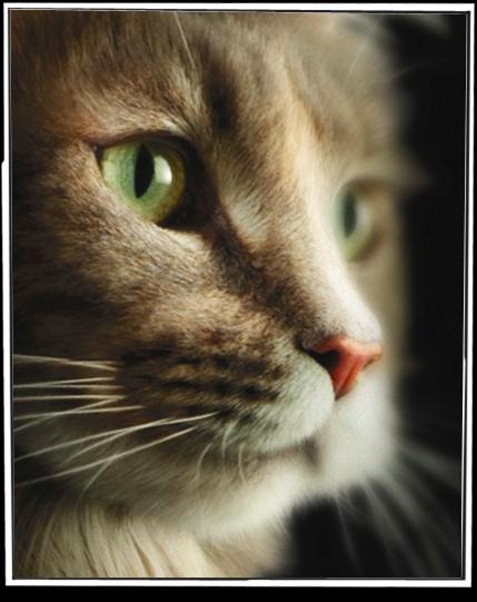 Cure Veterinarie per il Gatto Per essere una clinica a misura di gatto, tutto lo staff veterinario della clinica deve essere coinvolto Occorre considerare I proprietari di gatto, come clienti I
