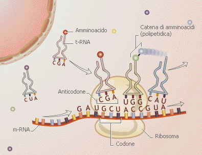 Il peptidil-trna si dissocia dal sitoa, rimanendo tuttavia ancorato al suo codon, ed il ribosoma si sposta rispetto al complesso trna mrna di un codon verso l estremità 3 dell mrna, oppure l mrna