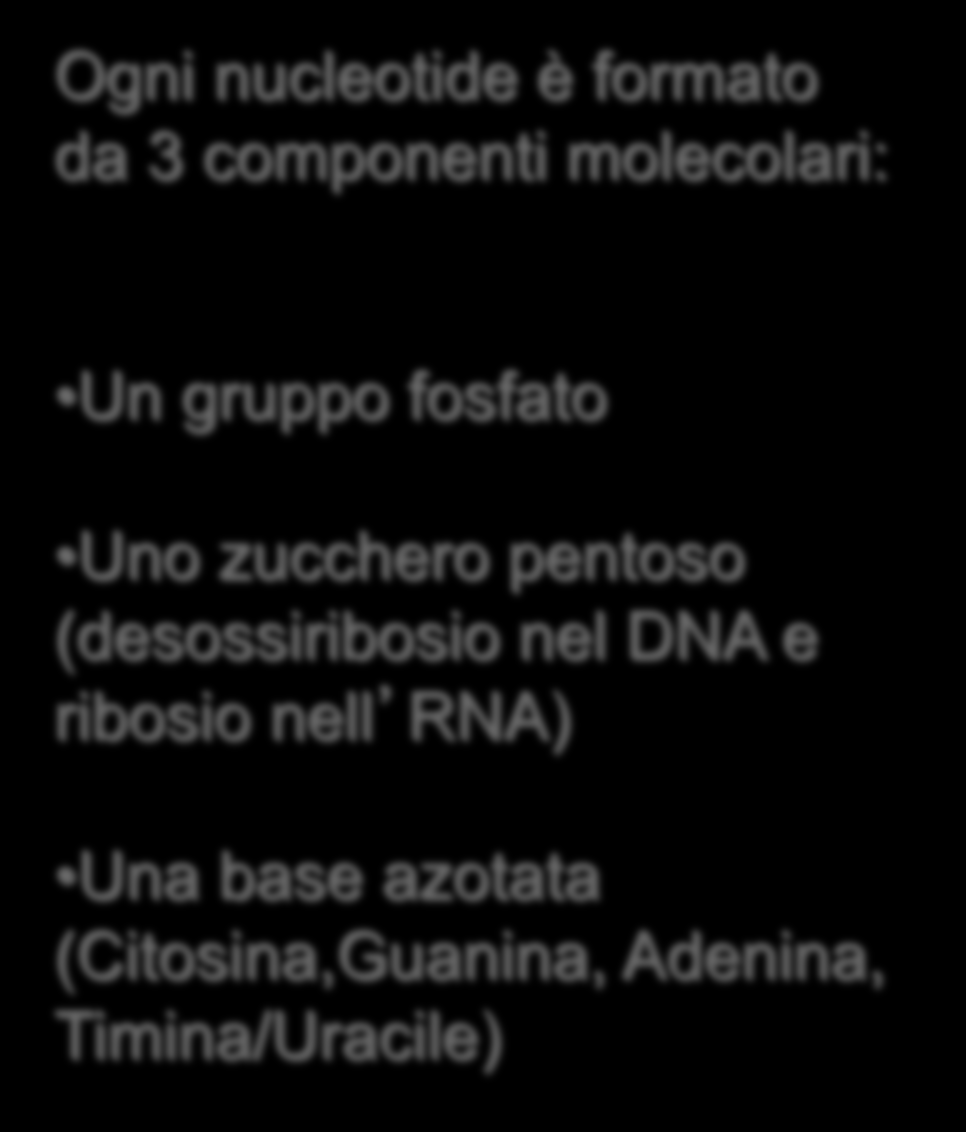 ACIDI NUCLEICI Entrambi sono polimeri costituiti da lunghi filamenti di monomeri,