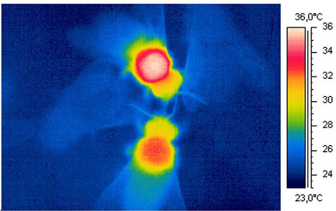 Effetti sub-letali Effetti sulla termoregolazione L ingestione di 2,5-4,5 ng/ape di