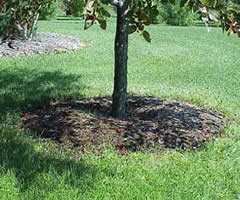 Devi sapere che un albero come un cespuglio piccolo o grande è dotato di un apparato radicale superiore a qualsiasi pianticella di erba.