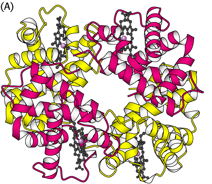 Emoglobina (Hb): tetramero (le globine si associano formando due copie di dimeri αβ (α 1 β 1 e α 2 β 2 ) che si associano a formare un tetramero attraverso interazioni idrofobiche, legami H e ponti