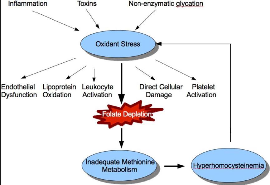 a sua volta danneggia il metabolismo della metionina e porta ad un aumento di