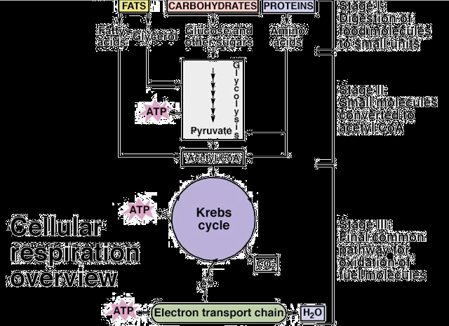 CELLULARE: il piruvato reagisce con l O 2 formando CO 2, energia (ATP) e H 2 O.