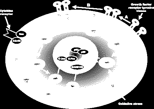 ROS COME MOLECOLE SEGNALE I ROS possono agire attraverso differenti vie di trasduzione del segnale, facendo uso di