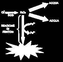 SUPEROSSIDO DISMUTASI (SOD) E uno dei più importanti enzimi antiossidanti nei mammiferi. Esistono molte forme comuni di SOD che possono avere cofattori metallici diversi.