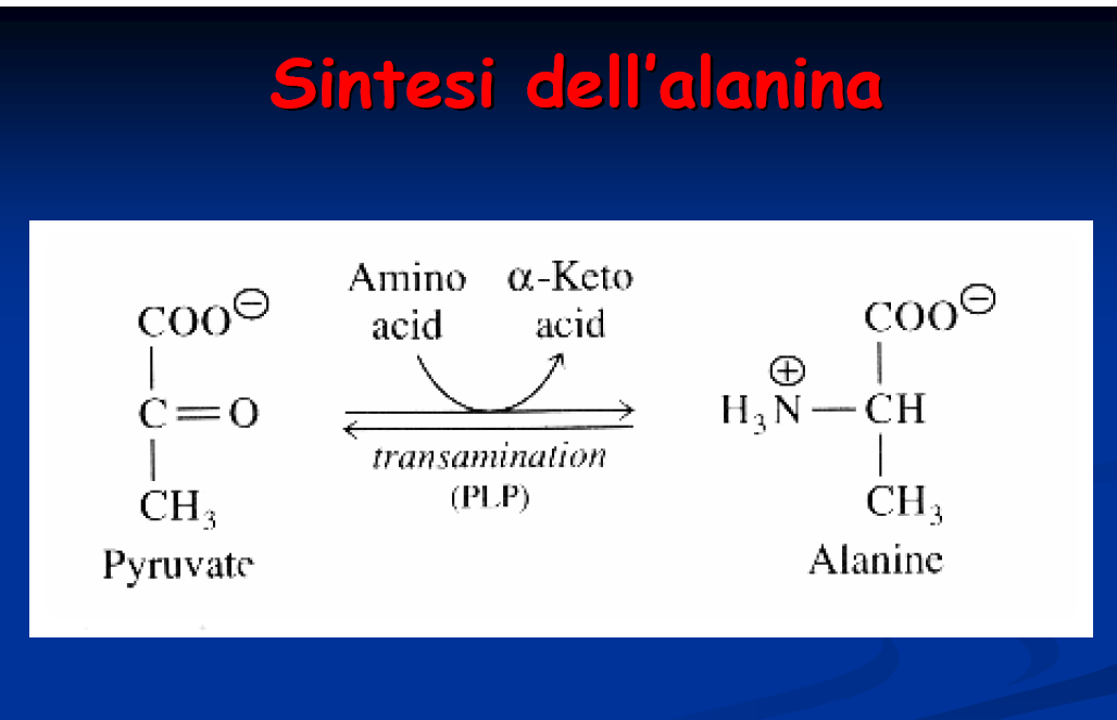 Ciclo dell alanina muscolo fegato, forma in cui l NH3 viene portata in circolo in forma atossica, il fegato utilizza il piruvato per fare