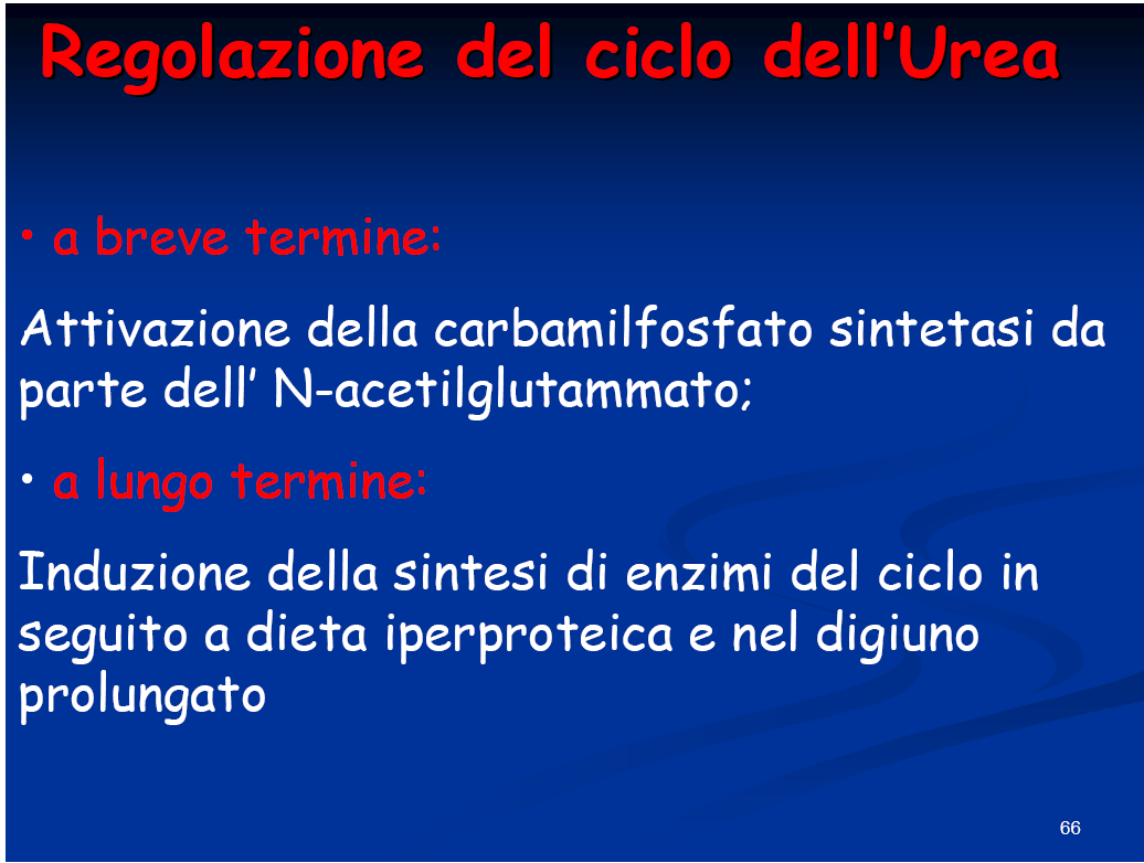 L NH3 non entra come tale nel ciclo dell urea, ma come carbamilfosfato e come aspartato, quindi le quantità di carbamilfosfato, nel