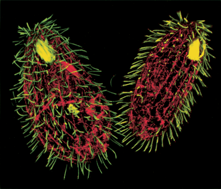 5. Associazione legionella-protozoi/alghe Legionella si moltiplica all interno di protozoi e alghe unicellulari che gli forniscono nutrimento e offrono protezione dalle condizioni