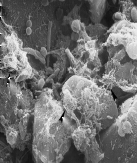 4. Biofilm E costituito da una pellicola di microrganismi (batteri, protozoi, miceti) e sostanze organiche che aderisce a irregolarità delle pareti interne delle condutture, formando stratificazioni