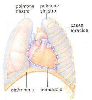 MEDICINA DELLO SPORT LEZIONE 2 FISIOPATOLOGIA DELL APPARATO CARDIOVASCOLARE ANATOMIA DEL CUORE Il cuore è un organo
