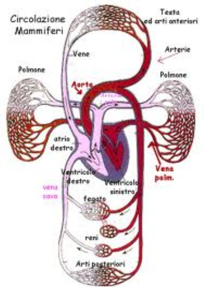 LA CIRCOLAZIONE DEL SANGUE DOPPIA: Circolazione polmonare e circolazione sistemica COMPLETA: parte dx e sx del cuore sono separate e sangue ossigenato e sangue non ossigenato non