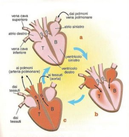 CICLO CARDIACO Con ciclo cardiaco, si intendono i movimenti di contrazione e dilatazione delle due parti, destra e sinistra, del cuore.