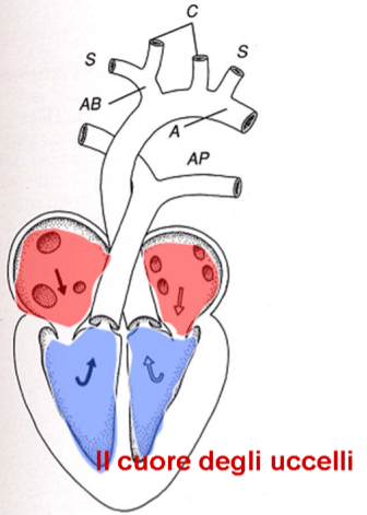 l'evoluzione del CUORE negli animali la circolazione è SEMPLICE (non c'è circolo polmonare e sistemico) il sangue ossigenato e quello non ossigenato si mescolano nell'unico ventricolo: la