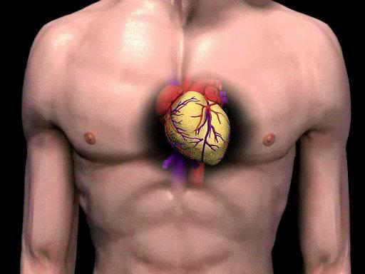 APPARATO CARDIOCIRCOLATORIO L apparato cardiocircolatorio è un complesso sistema idraulico composto da una pompa, il Cuore, che svolge funzione di spinta ritmica, e da una serie di vasi, Arterie e