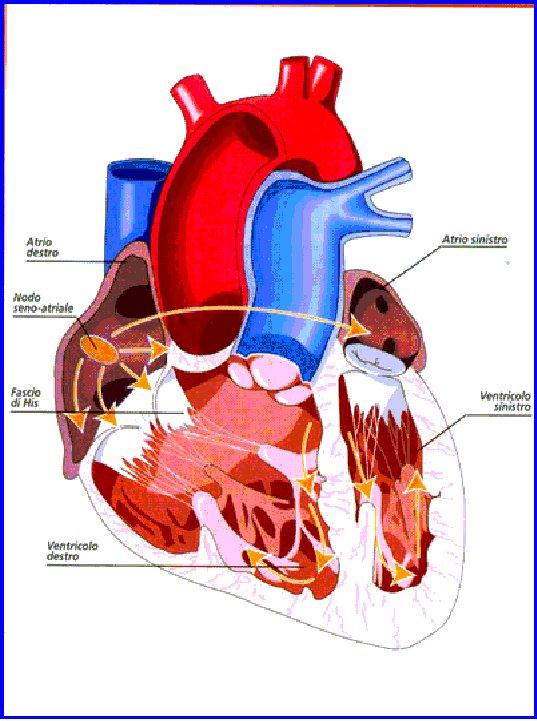 IL CUORE L interno della cavità cardiaca è tappezzato da una membrana formata da uno strato di cellule piatte detta Endocardio L esterno è avvolto da un