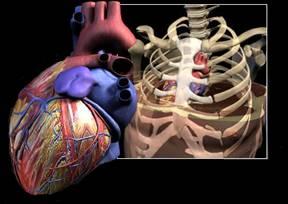 Il cuore è un organo muscolare cavo a forma di cono, situato al centro della cavità toracica, nel mediastino