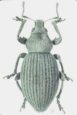 Elytrodon luigionii Desbrochers (Col. Curculionidae) Conseguenze sull entomofauna locale 1.