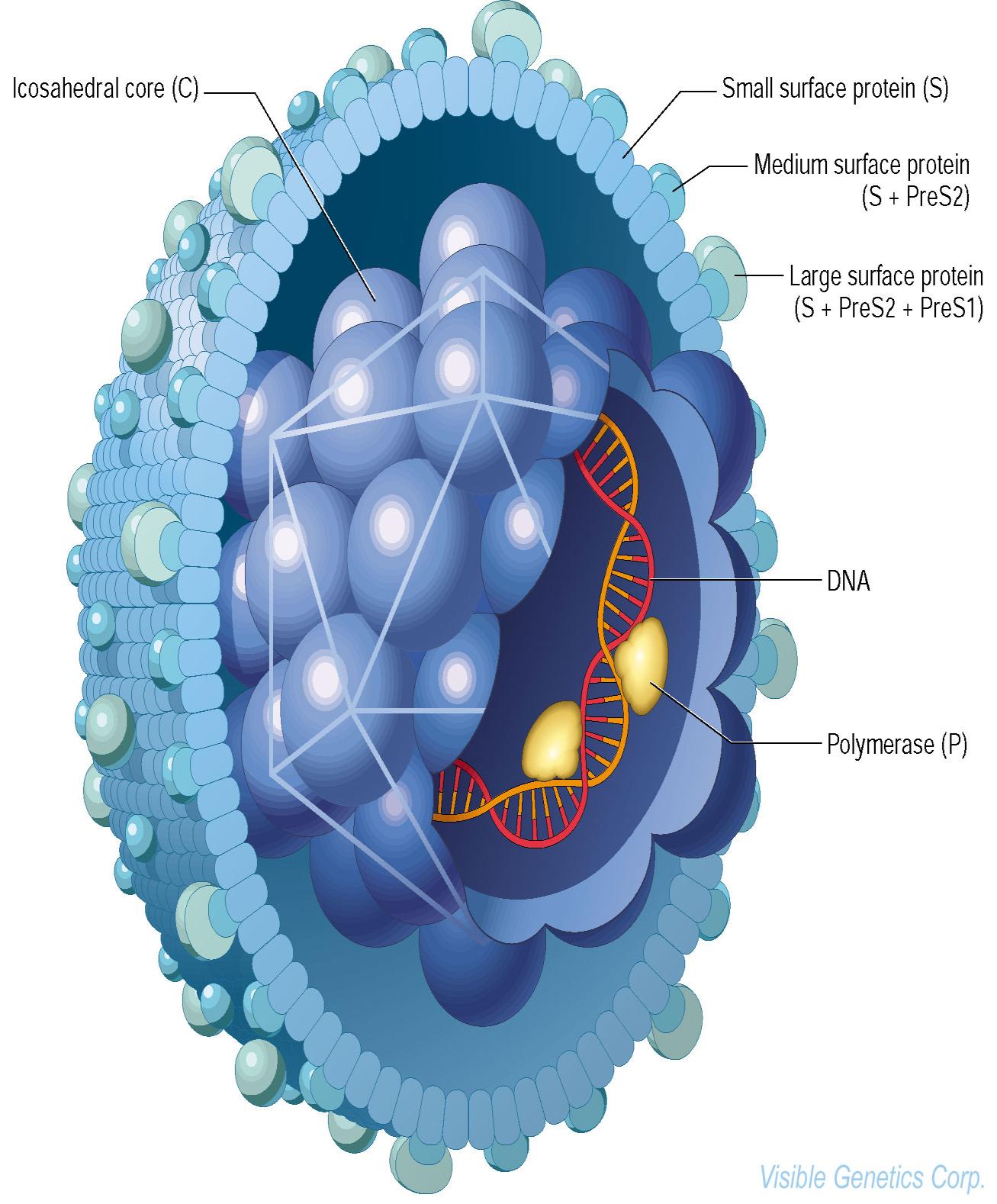 Hepatitis B virus Core (C) Small surface protein (S) Medium surface