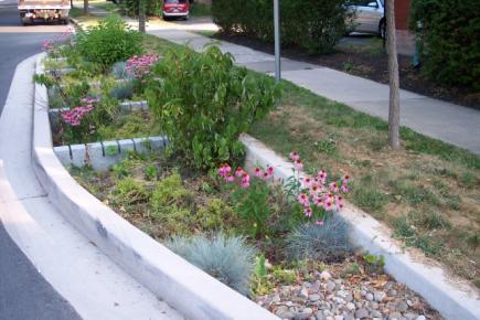 RAIN GARDEN