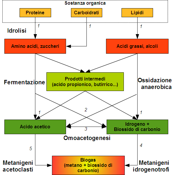 Le fasi del processo Idrolisi carboidrati, grassi e proteine sono ridotti a molecole mono-disaccaridi, acidi grassi e aminoacidi ad opera di eso enzimi Acidogenesi Acetogenesi Monomeri sono