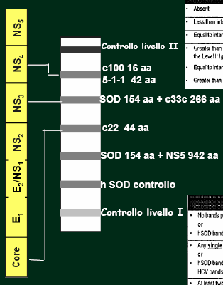 HCV diagnosi sierologica-riba Ab anti-c22: sono i primi a comparire e gli ultimi a scomparire nei