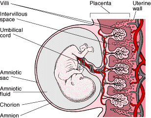 Trasmissione transplacentare Infezione materna Viremia materna Infezione placenta Eliminazione virus nel liquido amniotico (Diuresi