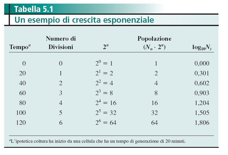 Il modello di crescita in cui il numero di cellule raddoppia in un dato intervallo di tempo è chiamato crescita esponenziale Se si riportano su di un grafico