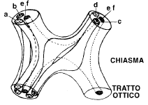 Chiasma ottico Le fibre provenienti dalla metà temporale della retina porzione laterale del tratto ottico omolaterale (a, b) Le fibre provenienti dalla metà nasale si incrociano nel corpo del chiasma