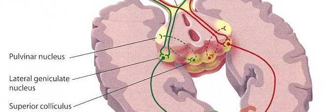 CORPO GENICOLATO LATERALE Formato da strati alterni di sostanza bianca