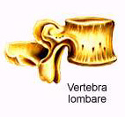 Dal collo alla fine della schiena, c è la colonna vertebrale.