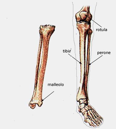 Questo osso muove la parte inferiore della gamba. Questo osso si chiama rotula. Fig.41 Sotto la rotula c è la gamba inferiore.