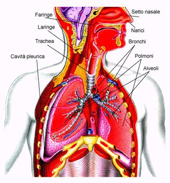 Schema dell apparato respiratorio Dalla trachea l aria passa nei bronchi, che sembrano tubi a forma di rami. Qui l ossigeno dell aria passa ai polmoni.