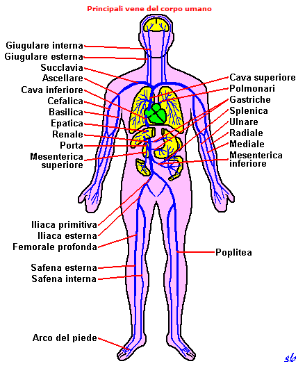 26 di 44 Anatomia della circolazione vena cubitale mediana tra cefalica e basilica; vene radiale e