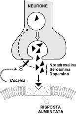 Meccanismo d azione della cocacina Gli effetti comportamentali della cocaina sono anch essi mediati da DA/NA
