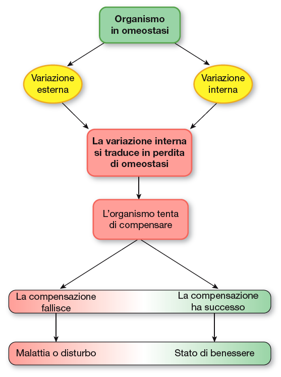 Fisiopatologia Causa esterna Sostanze chimiche tossiche Traumi fisici Virus e batteri Causa interna Cancro e