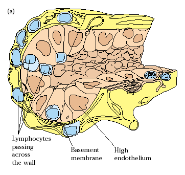 HEV, High Endothelial Venules Endotelio specializzato presente in venule